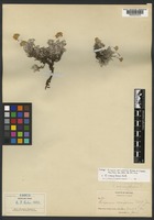 Isotype of Eriogonum sericoleucum Greene ex Tidestr. [family POLYGONACEAE]