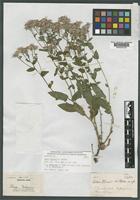 Holotype of Aster eliasii A. Nelson [family ASTERACEAE]