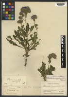 Paratype of Phacelia corrugata A. Nelson [family BORAGINACEAE]