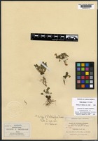 Paratype of Viola bellidifolia Greene [family VIOLACEAE]