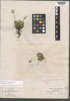 Holotype of Draba asterophora Payson [family BRASSICACEAE]