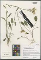 Isotype of Packera paupercula (Michx.) Á. Löve & D. Löve var. savannarum R. R. Kowal [family ASTERACEAE]