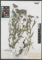 Isotype of Erigeron bakeri Wooton & Standl. [family ASTERACEAE]