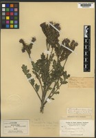 Isotype of Phacelia crenulata Torr. ex S. Watson var. bakeri Brand [family BORAGINACEAE]