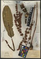 Isotype of Rumex orthoneurus Rech. f. [family POLYGONACEAE]