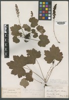 Isotype of Heuchera arkansana Rydb. [family SAXIFRAGACEAE]