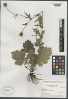 Type? of Geum aleppicum Jacq. var. cuneatum Boivin [family ROSACEAE]
