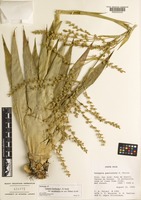 Holotype of Catopsis floribunda L. B. Smith var. occidentalis Palací [family BROMELIACEAE]