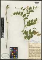 Isotype of Lathyrus delnorticus C. L. Hitchc. [family FABACEAE]