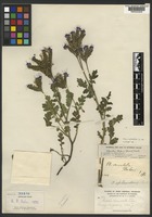 Isotype of Phacelia crenulata Torr. ex S. Watson var. bakeri Brand [family BORAGINACEAE]