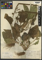Holotype of Plantago nitrophila A. Nelson [family PLANTAGINACEAE]