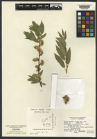 Holotype of Salix boothii Dorn [family SALICACEAE]