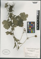 Type? of Geum aleppicum Jacq. var. cuneatum Boivin [family ROSACEAE]