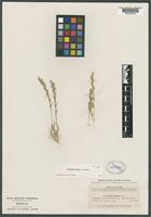 Isotype of Orcuttia tenuis Hitchc. [family POACEAE]