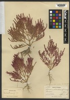 Holotype of Salicornia rubra A. Nelson [family AMARANTHACEAE]