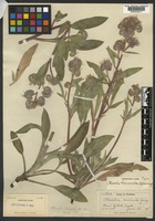 Holotype of Phacelia biennis A. Nelson [family BORAGINACEAE]
