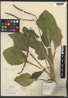 Isotype of Plantago nitrophila A. Nelson [family PLANTAGINACEAE]