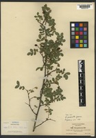 Isotype of Rosa prionota Greene [family ROSACEAE]