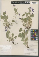 Isotype of Viola mamillata Greene [family VIOLACEAE]