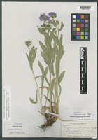 Holotype of Erigeron uintahensis Cronquist [family ASTERACEAE]