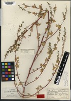 Holotype of Chenopodium deltaphyllum Osterh. [family AMARANTHACEAE]