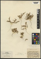 Isotype of Salicornia rubra A. Nelson var. prona Lunell [family AMARANTHACEAE]