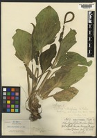 Isotype of Plantago nitrophila A. Nelson [family PLANTAGINACEAE]