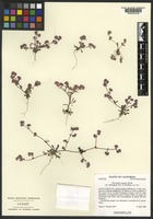 Isotype of Chorizanthe pungens Benth. var. hartwegiana Reveal & Hardham [family POLYGONACEAE]