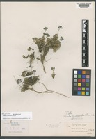 Holotype of Draba cyclomorpha Payson [family BRASSICACEAE]