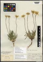 Lectotype of Tetraneuris simplex A. Nelson [family ASTERACEAE]