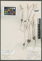 Isotype of Arabis lyallii S.Watson [family BRASSICACEAE]