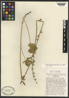 Isotype of Sidalcea malviflora (DC.) A. Gray var. hirsuta C. L. Hitchc. [family MALVACEAE]
