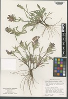 Isotype of Penstemon janishiae N. H. Holmgren [family PLANTAGINACEAE]