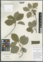 Isotype of Prunus ×pugetensis Jacobson & Zika [family ROSACEAE]