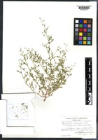 Isotype? of Chenopodium littoreum Benet-Pierce & M.G.Simpson [family AMARANTHACEAE]