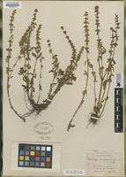 Type of Calystegia occidentalis ssp. fulcrata [family CONVOLVULACEAE]