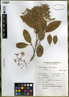 Isotype of Flindersia brassii Hartley & Hyland [family RUTACEAE]
