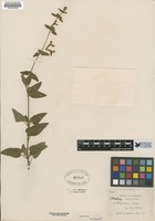 Filed as Stachys coccinea [family LAMIACEAE]