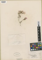 Filed as Linanthus dianthiflorus ssp. dianthiflorus [family POLEMONIACEAE]
