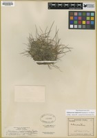 Filed as Echinocereus mojavensis (Engelm. & Bigelow) Rumpl. [family CACTACEAE]
