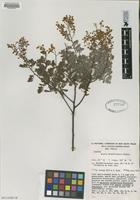 Isotype of Acacia chinchillensis Tindale [family FABACEAE]