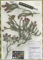 Isotype of Melaleuca idana [family MYRTACEAE]