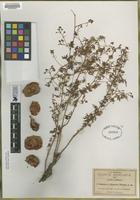 Type of Serjania dissecta Watson [family SAPINDACEAE]