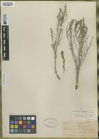 Type of Burroughsia fastigiata (Brandeg.)Moldenke [family VERBENACEAE]