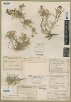 Filed as Phlox longifolia Nutt. ssp. compacta (Brand) Wherry [family POLEMONIACEAE]