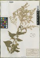 Type of Iresine pringlei Watson [family AMARANTHACEAE]