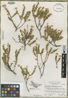 Isotype of Haplopappus juarezensis Moran [family ASTERACEAE]