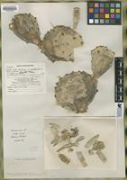 Type of Opuntia roseana [family CACTACEAE]