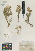 Isotype of Astragalus sabulosus Jones var. iselyi Welsh [family FABACEAE]