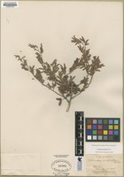 Filed as Calliandra eriophylla Benth. [family FABACEAE]